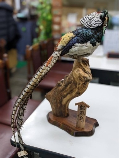 銀鶏鳥 剥製
