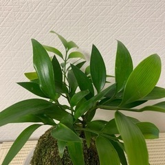 【お引渡し完了】苔玉　風船カズラの種のオマケ付きの画像