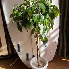 観葉植物　リアルフェイク