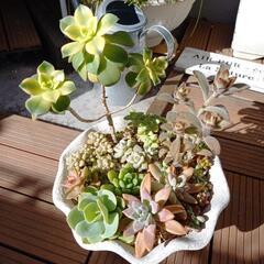 お値下げ‼️多肉植物 もりもり寄せ植え
