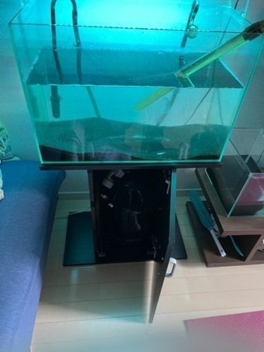 1月末まで掲載　60センチ水槽