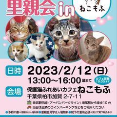 柏開催！ふくねこや。。保護ねこ里親会