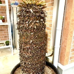 取引完了】 ソテツ 蘇鉄大株 約1.8m