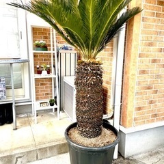 取引完了】 ソテツ 蘇鉄大株 約1.8m