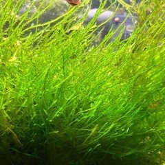 水草たくさんの画像