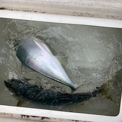 船　SRV20 4st60馬力　燃費抜群　ウェイクタワー　スピーカー付きの画像