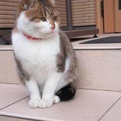クーちゃんを助けて下さい。