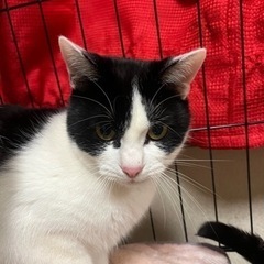 【里親様決まりました。ありがとうございました】メス猫ちゃん白黒ち...