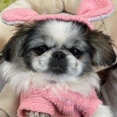 ペキニーズ　6才　メグちゃん