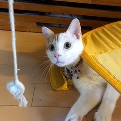 【動画あり】茶白♂8ヶ月  ★譲渡会参加予定
