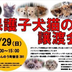 1/29💠譲渡会を開催します💠