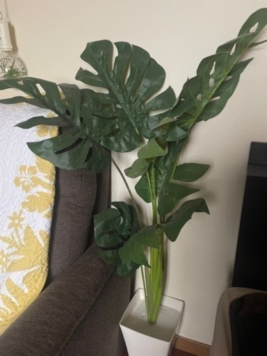 観葉植物　光触媒　フエィクグリーン