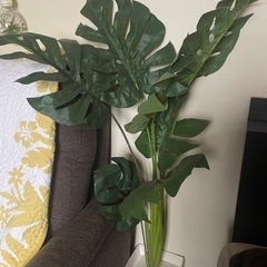 観葉植物　光触媒　フエィクグリーン