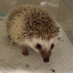 ハリネズミ