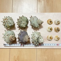 サザエの殻