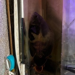 熱帯魚　オスカー　20〜30センチくらい。