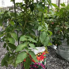 《芽出し済》期間限定(2月19日迄) 家庭菜園用ジャガイモいかが...