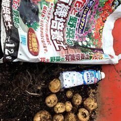 《芽出し済》期間限定(2月19日迄) 家庭菜園用ジャガイモいかがですか？　じゃがいもの種芋1kg(20個+α)の画像