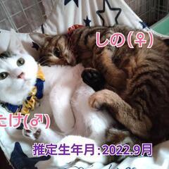 今からでもお年玉(ご縁)が欲しいっ子たちとお幸せに❤️