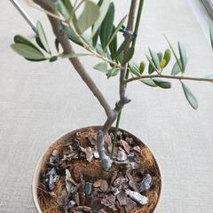 《値下げしました！》オリーブの木（鉢植え）の画像