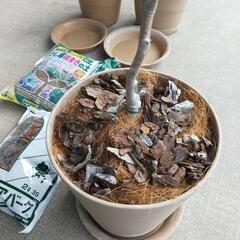 《値下げしました！》オリーブの木（鉢植え）の画像