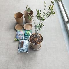 《値下げしました！》オリーブの木（鉢植え）