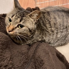 トライアル中！人懐っこい茶トラ猫