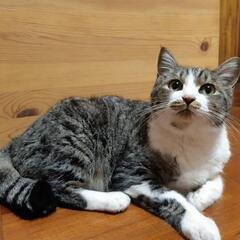 子猫と一緒に迷い込んで来たお母さん猫‼️