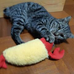 お母さん猫と一緒に迷い込んで来た男の子❣️