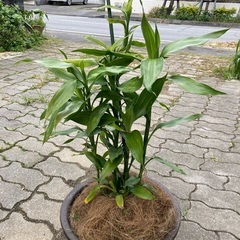 観葉植物⑤