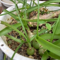 観葉植物⑥の画像
