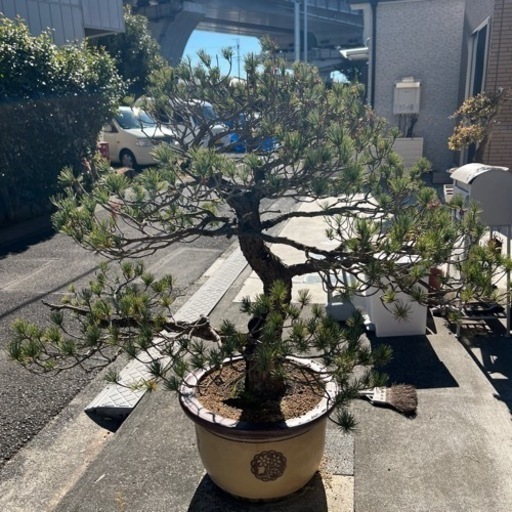 五葉松　盆栽