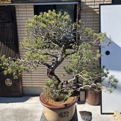 希少】四国 五葉松 ピラミッド形 庭木 盆栽【特大】