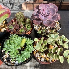 まとめてお得！・美苗！多肉植物（エケベリア・セダム・カランコエなど）・鉢ごとの画像