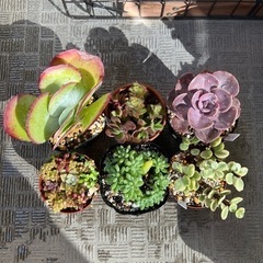まとめてお得！・美苗！多肉植物（エケベリア・セダム・カランコエなど）・鉢ごとの画像