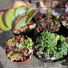 まとめてお得！・美苗！多肉植物（エケベリア・セダム・カランコエなど）・鉢ごとの画像
