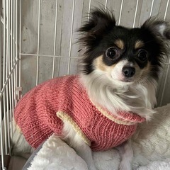 チワワ　とても、人懐こい性格の子　2歳