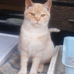 大麻山の麓のお庭に住みついた子猫たちの里親募集