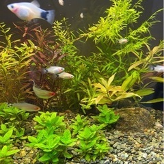 熱帯魚　ホワイトミッキーマウスプラティ