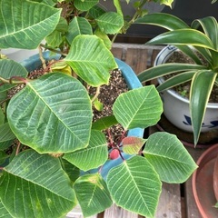 観葉植物⑧の画像