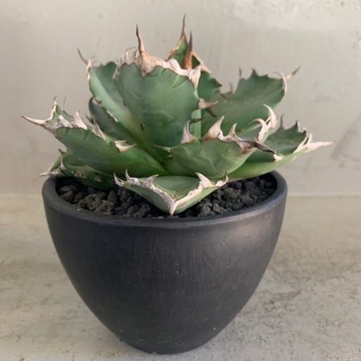 アガベ  チタノタ