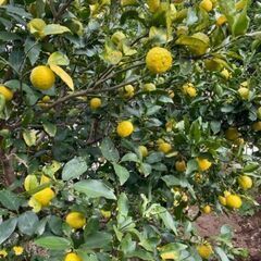 節分の豆まきの次はひな祭りの画像