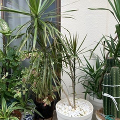 植物④