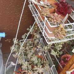 多肉植物・カット苗　色々10種類10カット　の画像