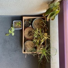 【急募】観葉植物　木箱つき