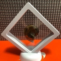 35★注目★アンモナイト化石オパール化★ フロートコレクションケース付き の画像