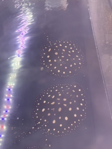 ダイヤモンドポルカベビー