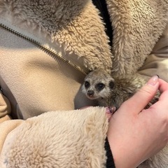 ミーアキャット