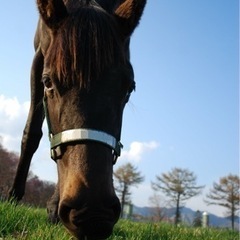 競馬仲間を募集します