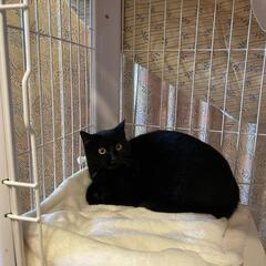 生後８か月の黒い仔猫ちゃんを育てて頂ける里親様、よろしくお願い致...